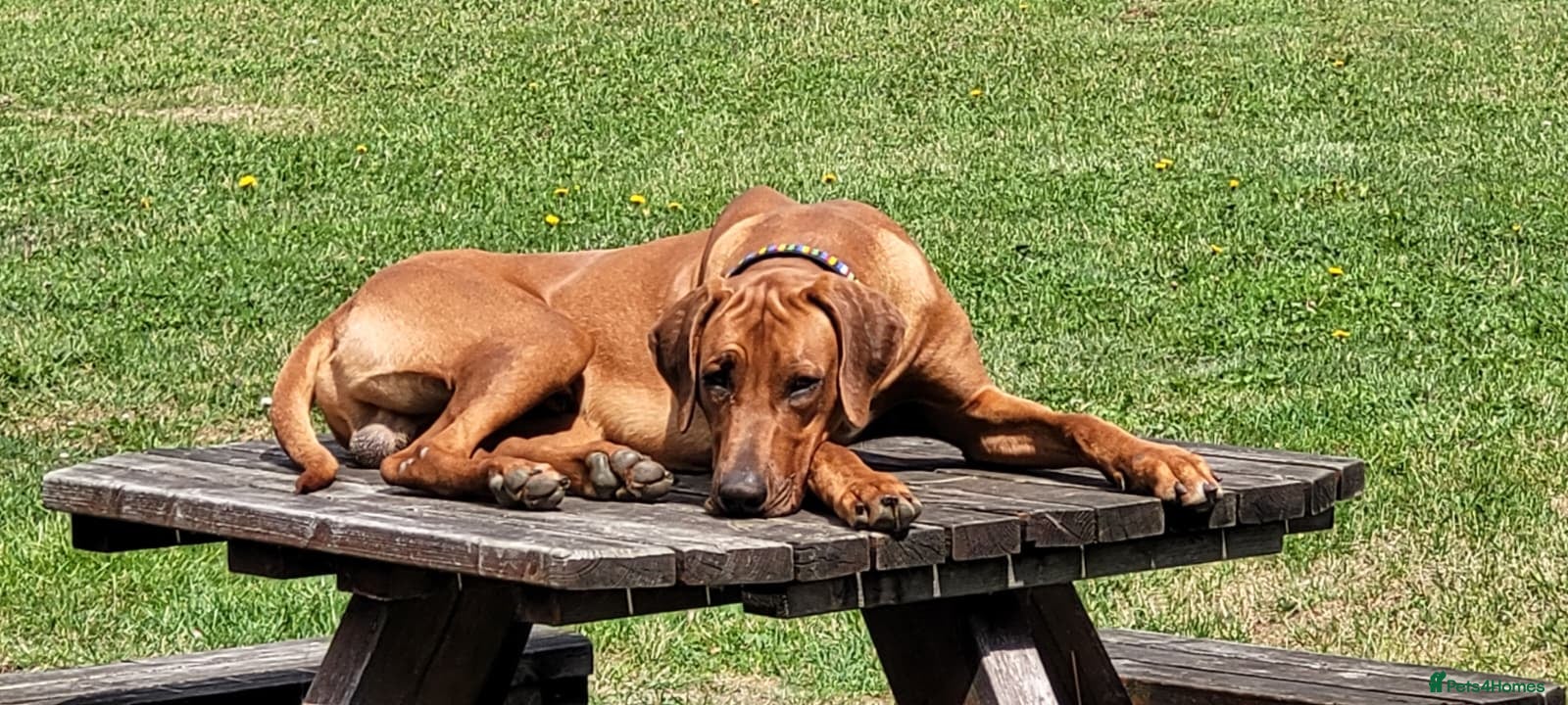 Rhodesian Ridgeback dogs Liver Nosed Rhodesian Ridgeback expecting 08/05/26 - Advert 2