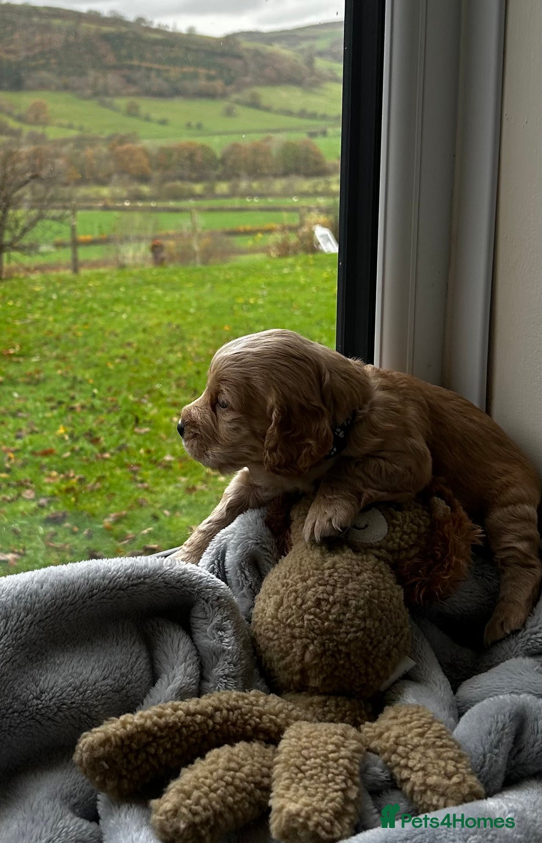 Cocker Spaniel dogs for sale: ✨ Cuddles Await from our Cocker Spaniel Pups  - Advert 26
