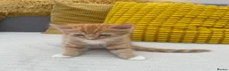 Mixed Breed cats for sale: Beautiful male half-Ragdoll kitten - Advert 5