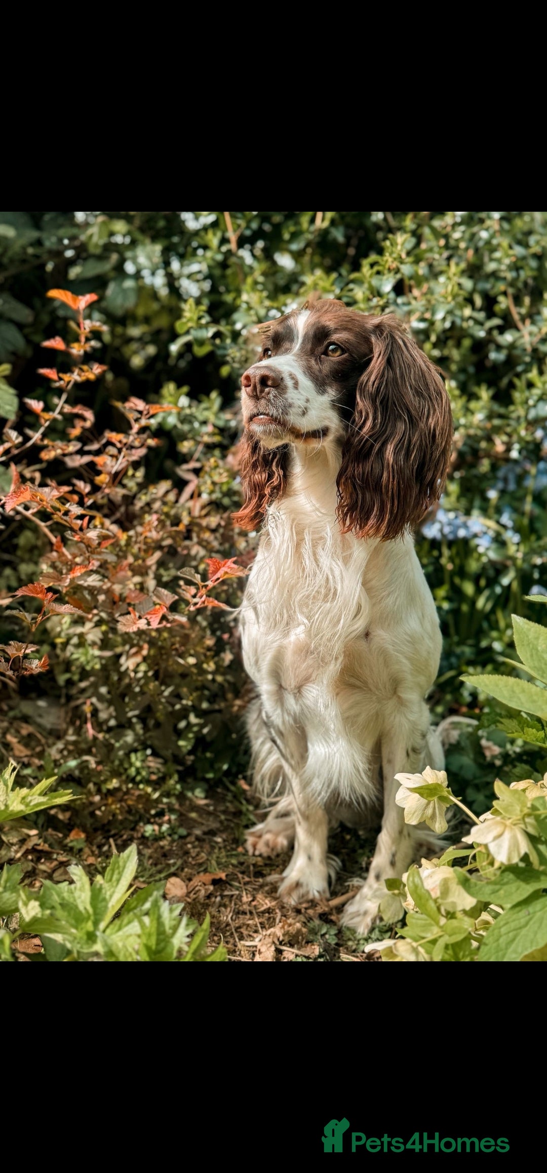 English Springer Spaniel dogs for sale: QUALITY WORKING ESS PUPS - Image 7