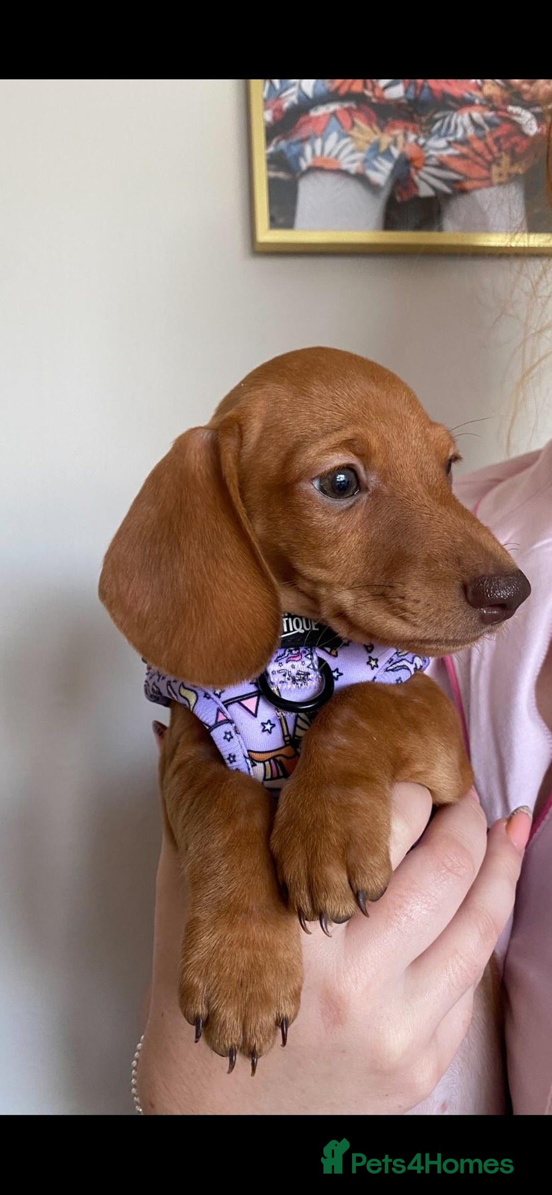 Miniature Dachshund dogs for stud: Richie proven and ready to stud. in Liverpool - Advert 24