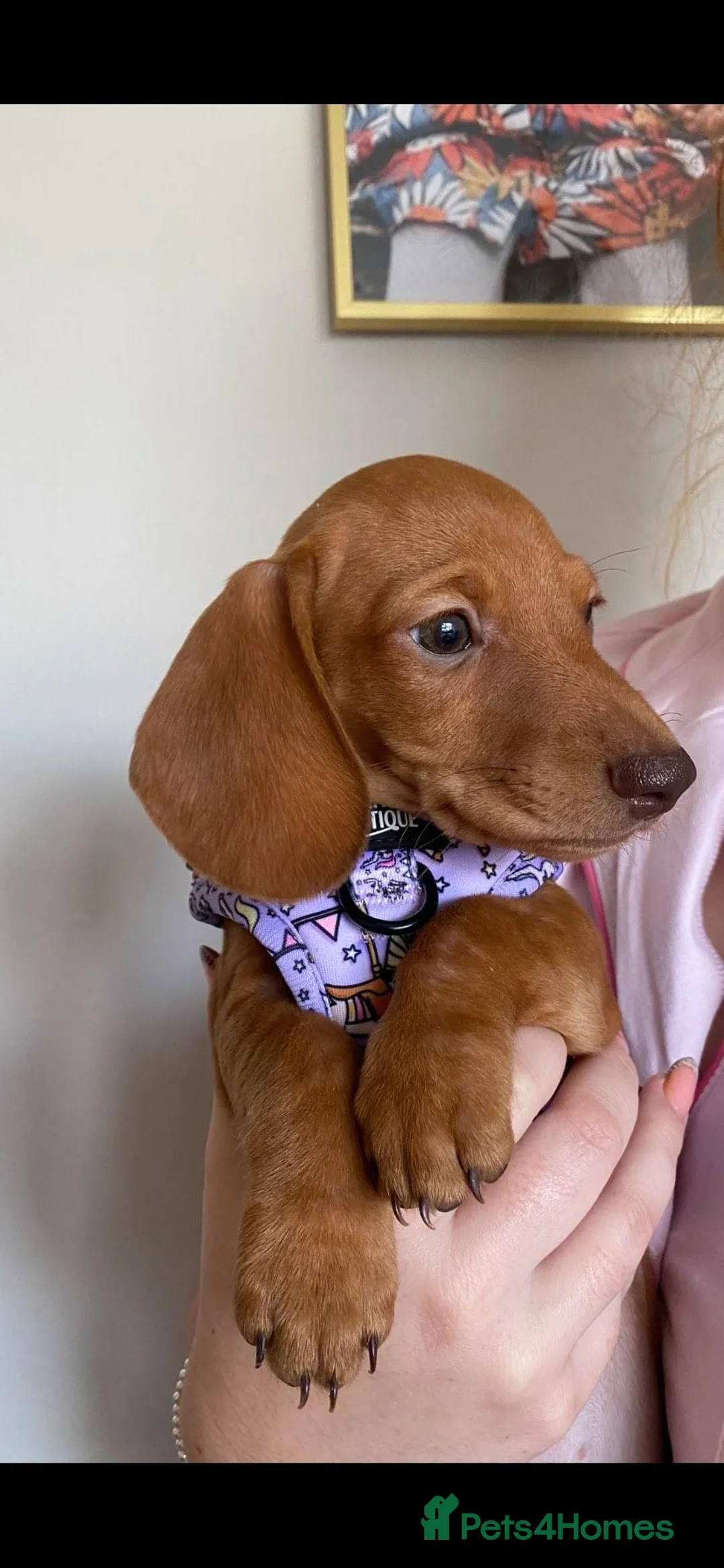 Miniature Dachshund dogs for stud: Richie proven and ready to stud. in Liverpool - Advert 24