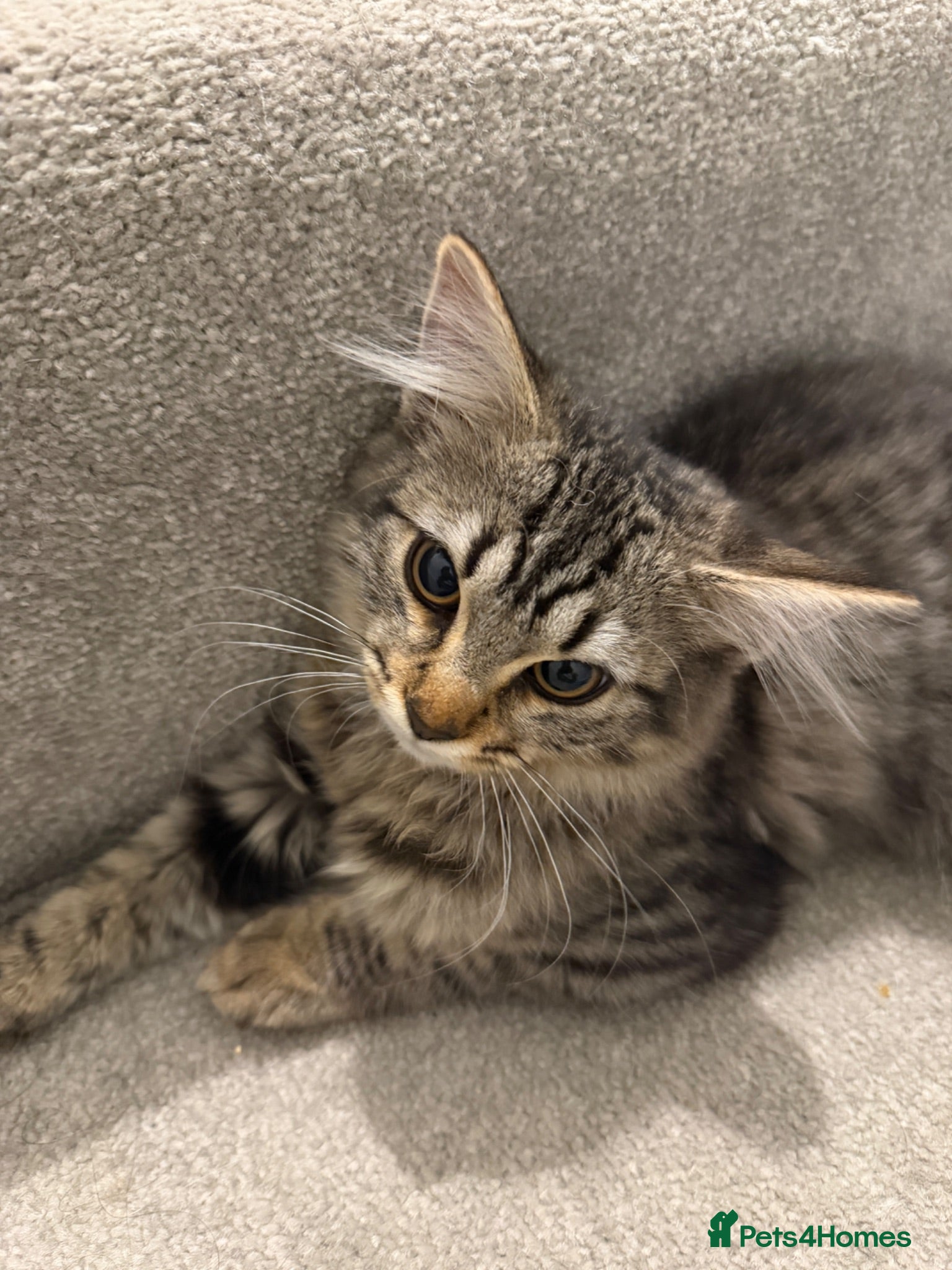 Mixed Breed cats Rare Adorable British Longhair Mix Kittens - Advert 4