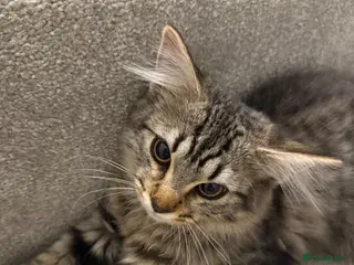 Mixed Breed cats Rare Adorable British Longhair Mix Kittens - Advert 4