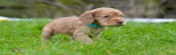 Cocker Spaniel dogs for sale: Stunning Cocker Spaniel Puppies  - Advert 8