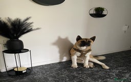 Akita dogs for sale: Diago  - Image 3
