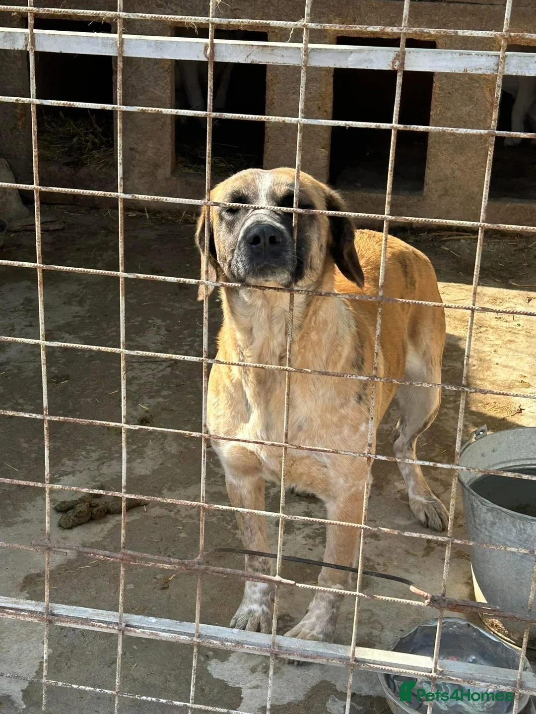 Mixed Breed dogs for adoption: Darcy - Norwich Norfolk  in Norwich - Advert 20