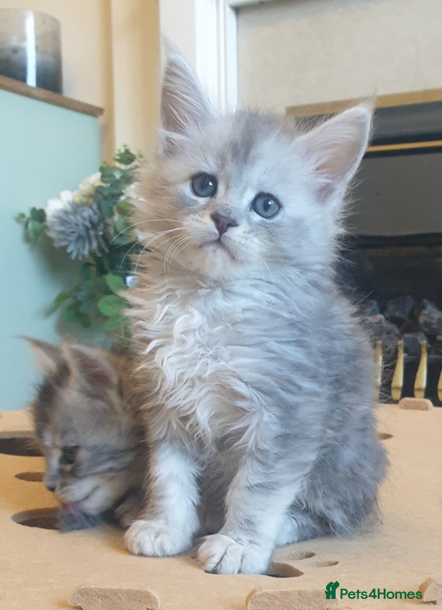 Maine Coon cats Tica registered Maine Coons  - Advert 6