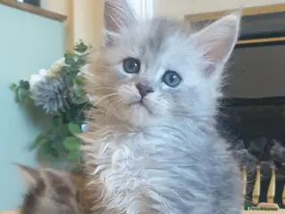 Maine Coon cats Tica registered Maine Coons - Advert 6