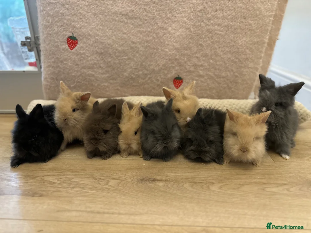 Lionhead rabbits for sale: Double Maned Lionhead Rabbits - Advert 1