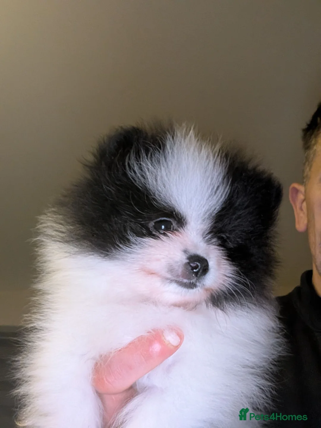 Pomeranian dogs for sale: 2 KC registered pomeranian puppies, Ready To Leave - Advert 2