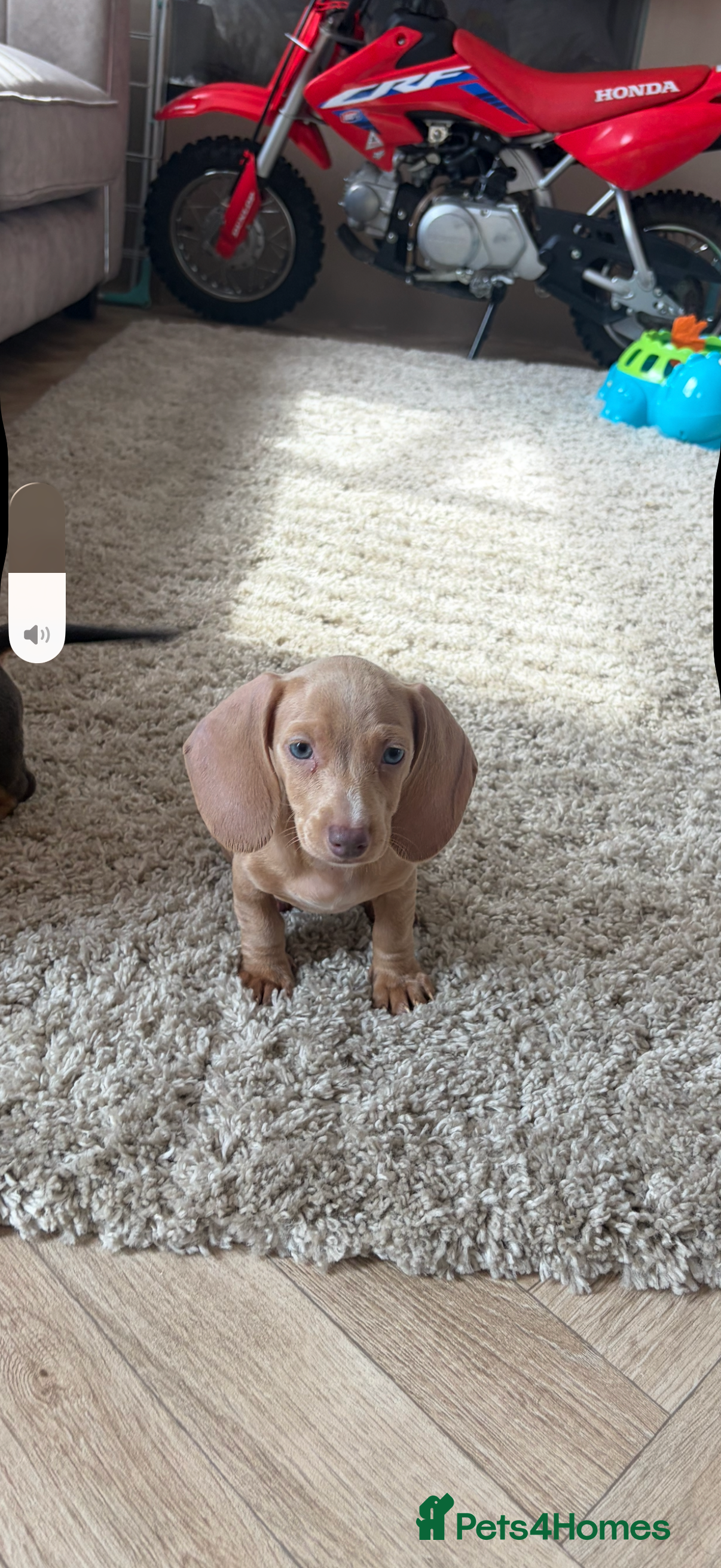 Dachshund dogs Beautiful dashound puppy’s  - Advert 2