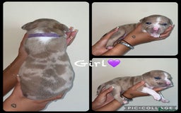 Mixed Breed dogs for sale: Ready to leave Staff x bulldog puppies  - Image 13