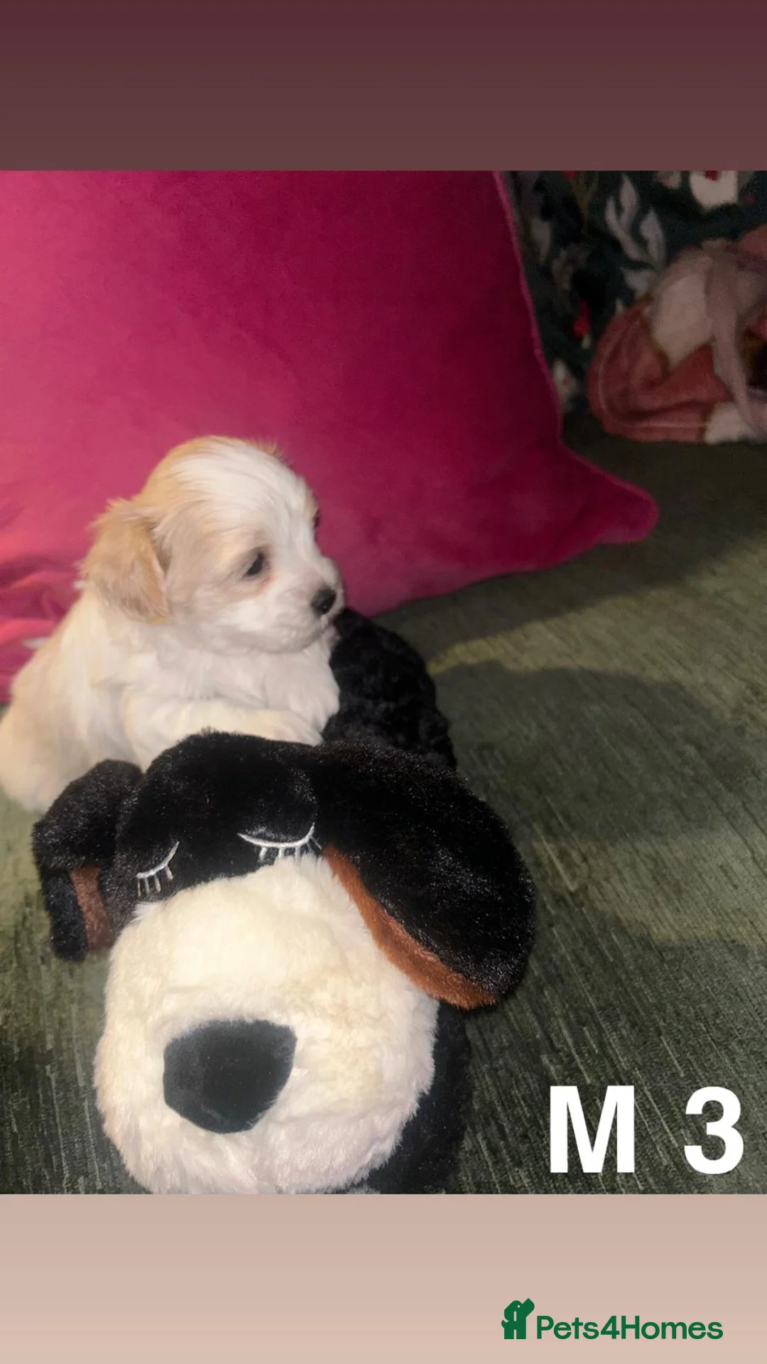 Mixed Breed dogs for sale: Toy malshipoo puppies  - Advert 9