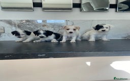 Jackapoo dogs for sale: Jackapoo puppies mini poodle very small - Image 5