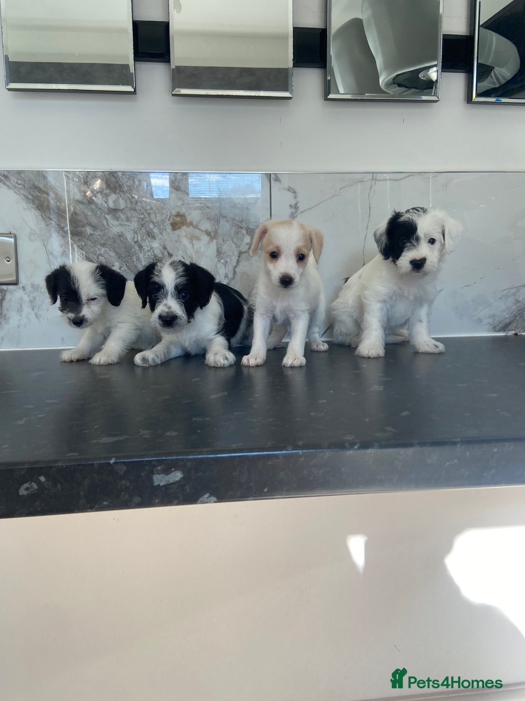 Jackapoo dogs for sale: Jackapoo puppies mini poodle very small - Image 5