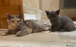 British Shorthair cats for sale: Three TICA British shorthair kittens - Image 7