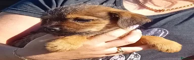 Border Terrier 3