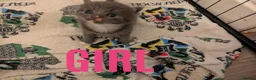 British Shorthair cats for sale: BSH cross kittens in Norwich - Advert 4