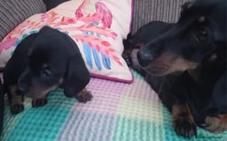 Miniature Dachshund dogs for sale: Miniature Dachshund  - Image 6