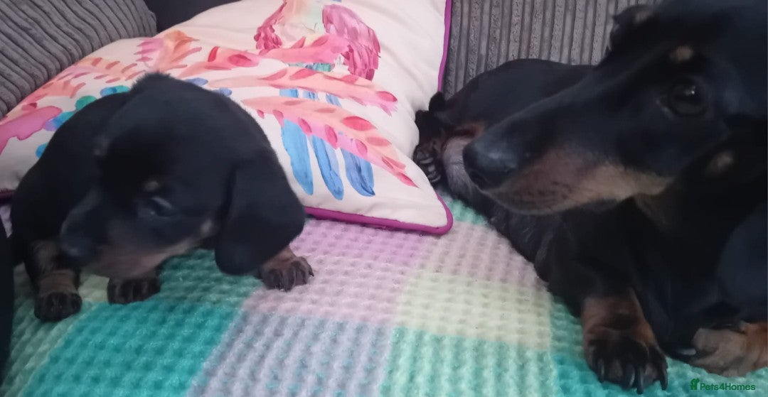 Miniature Dachshund dogs for sale: Miniature Dachshund  - Image 6