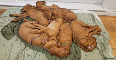 Hungarian Vizsla dogs - Advert 5