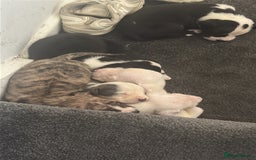 American Bulldog dogs for sale: American bulldog scott puppys - Image 1