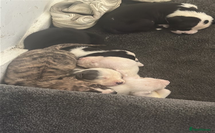 American Bulldog dogs - Advert 1