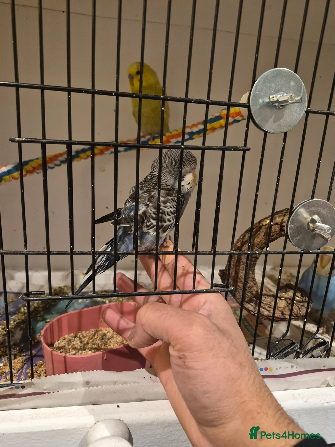 Budgerigars birds for sale: Young Baby Budgies Tame Lovely birds  - Advert 2