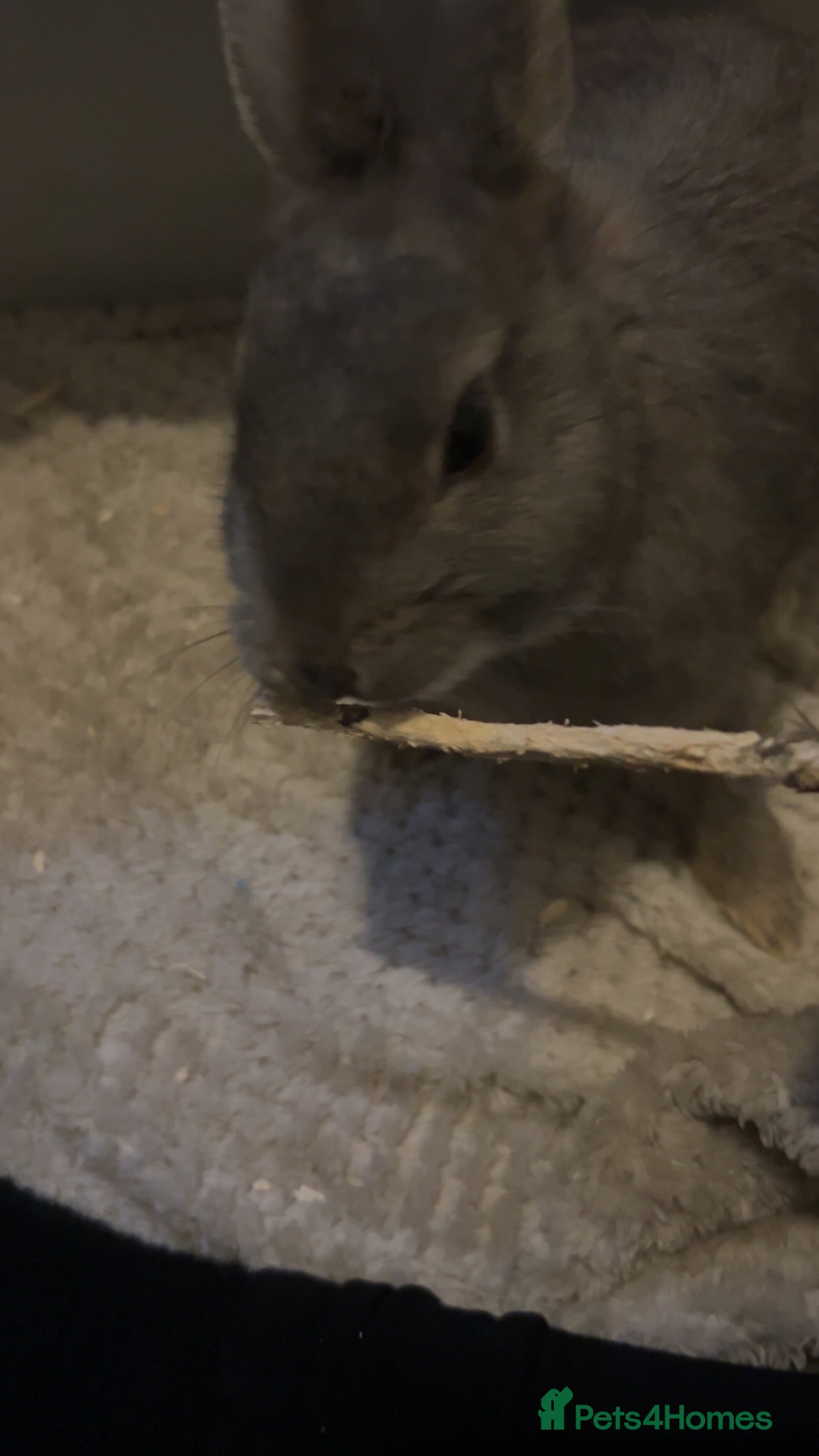 Mixed Breed rabbits pebbles in Manchester - Advert 1