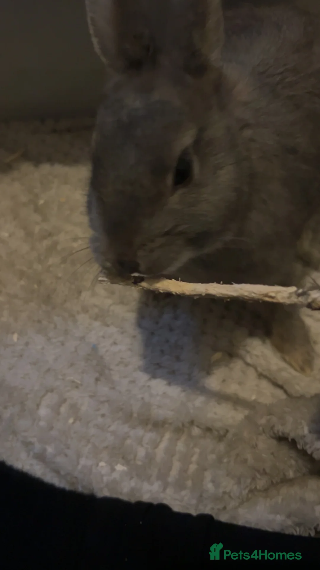 Mixed Breed rabbits for sale: pebbles in Manchester - Advert 1