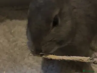 Mixed Breed rabbits pebbles in Manchester - Advert 1