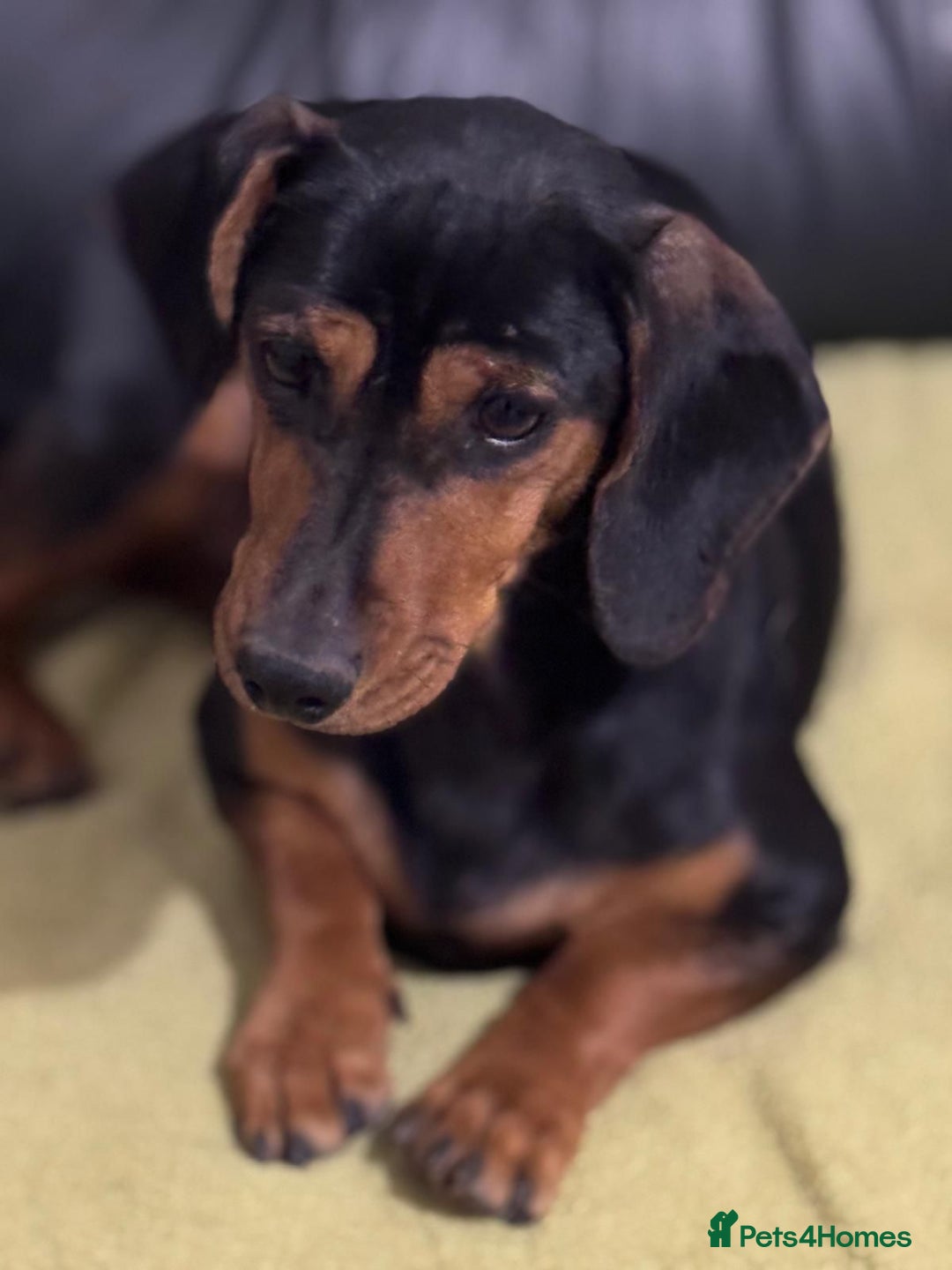 Mixed Breed dogs for adoption: Beautiful Mira needs a home - Advert 18