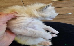 Ragdoll cats for sale: TICA Ragdoll Kittens – Mink, Sepia & Traditional - Image 10