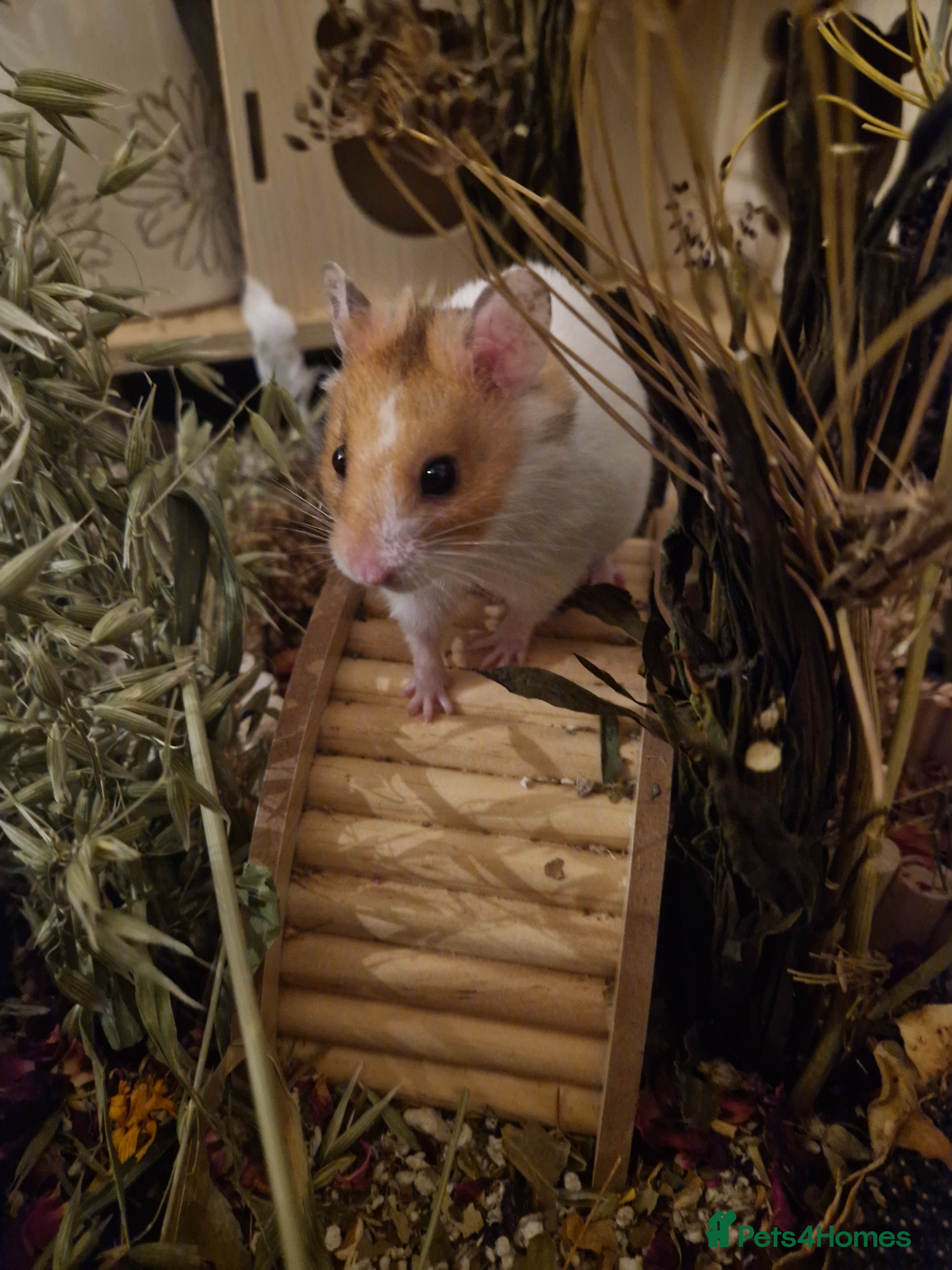 Hamster rodents Curious, sociable male Syrian 🏡🐹 - Advert 1