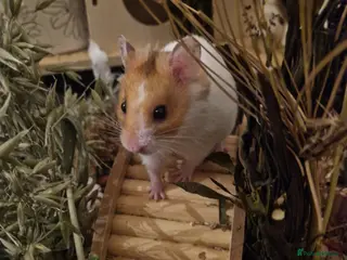 Hamster rodents Curious, sociable male Syrian 🏡🐹 - Advert 1