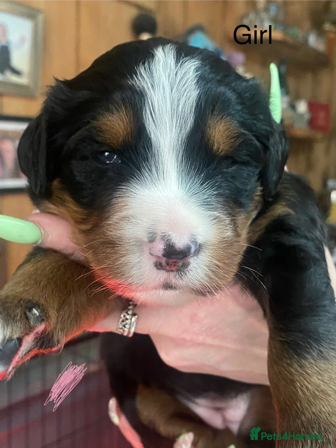 Bernese Mountain Dog dogs for sale: Bernese Mountain Dog Puppies in Ilkeston - Advert 2