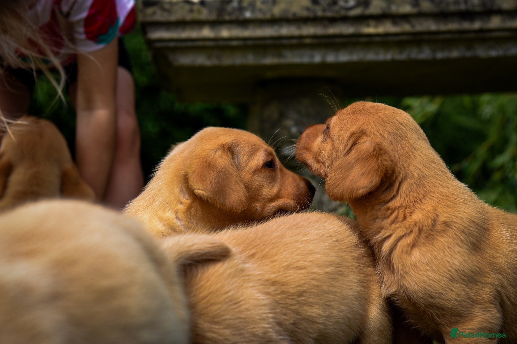 Labrador Retriever dogs Top Deep Red Quality Labrador JC Puppies KC Reg  - Advert 2