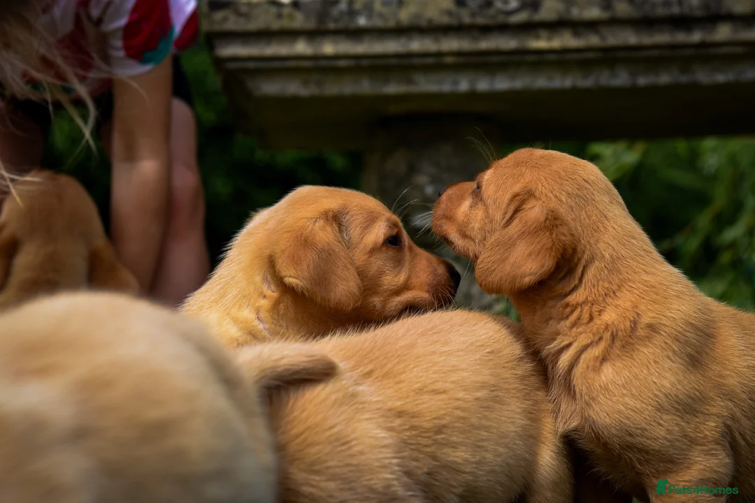 Labrador Retriever dogs for sale: Top Deep Red Quality Labrador Puppies KC Reg  - Advert 2