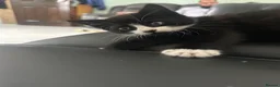 Mixed Breed cats for sale: Beautiful black kitten - Advert 2