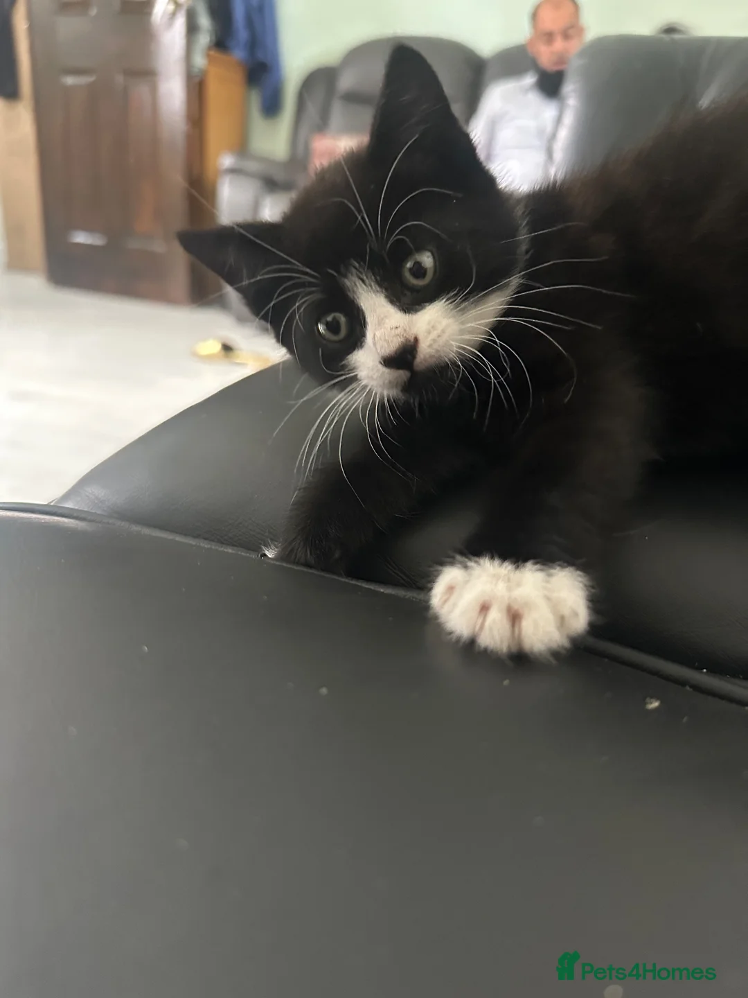 Mixed Breed cats for sale: Beautiful black kitten - Advert 2