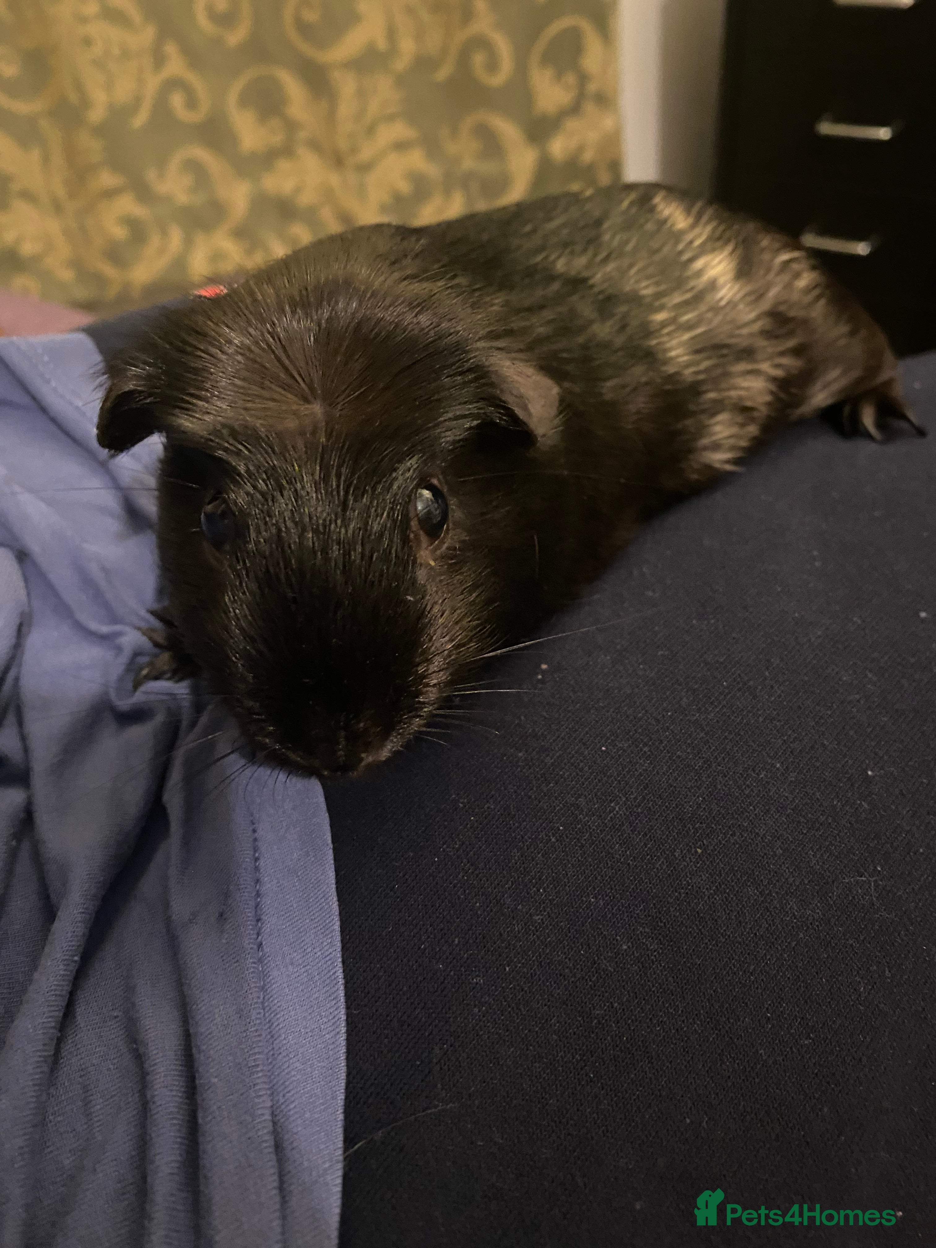 Guinea Pig rodents 2 bonded American crested guinea pigs - Advert 5