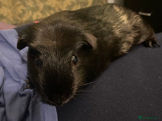 Guinea Pig rodents 2 bonded American crested guinea pigs - Advert 1