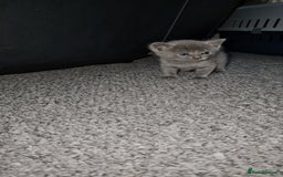 Russian Blue cats for sale: Russian Blue Kittens – Hypoallergenic & Stunning - Image 5