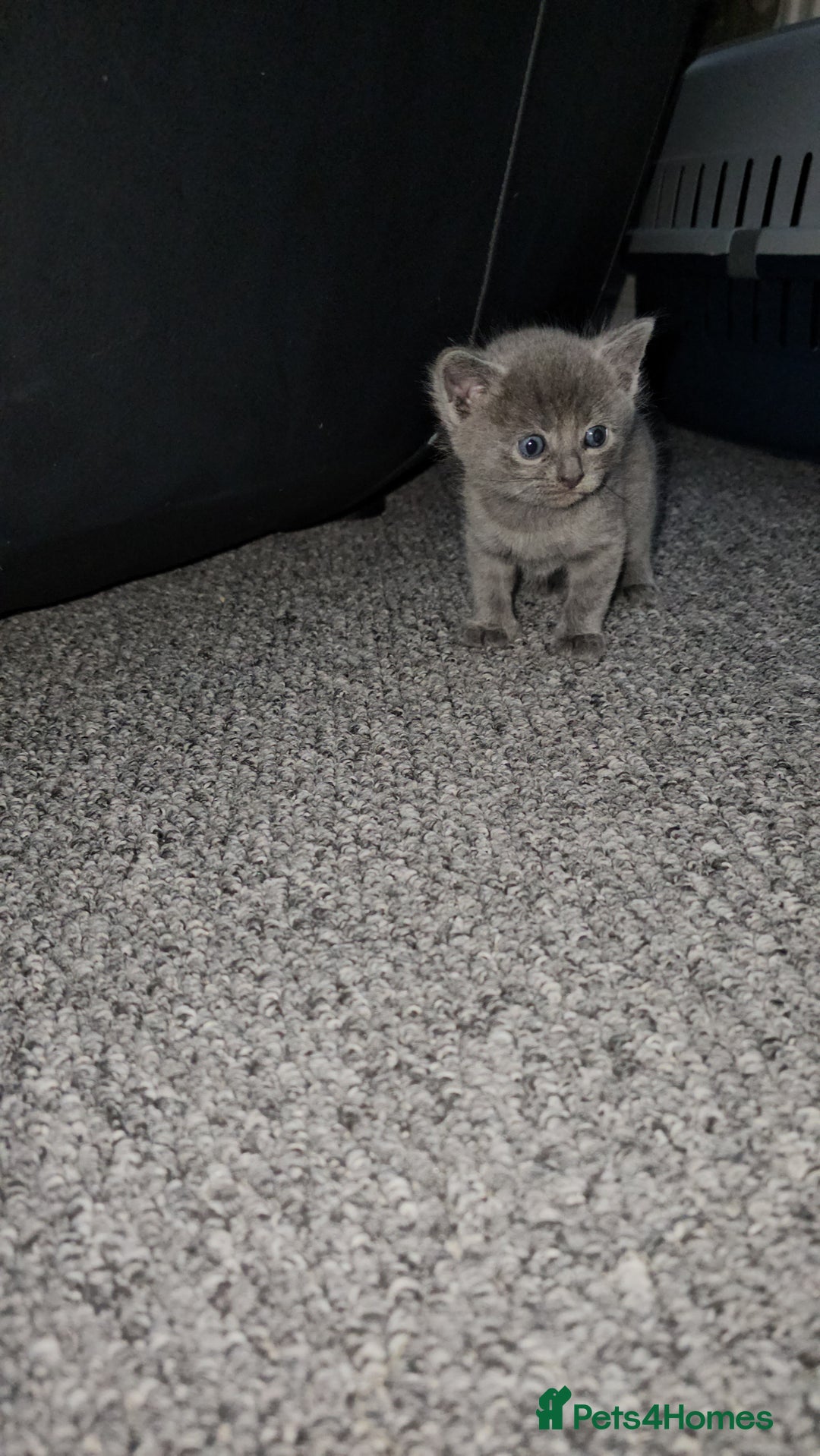 Russian Blue cats for sale: Russian Blue Kittens – Hypoallergenic & Stunning - Image 5