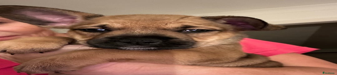 Mixed Breed Puppy 4 (Rosé) 