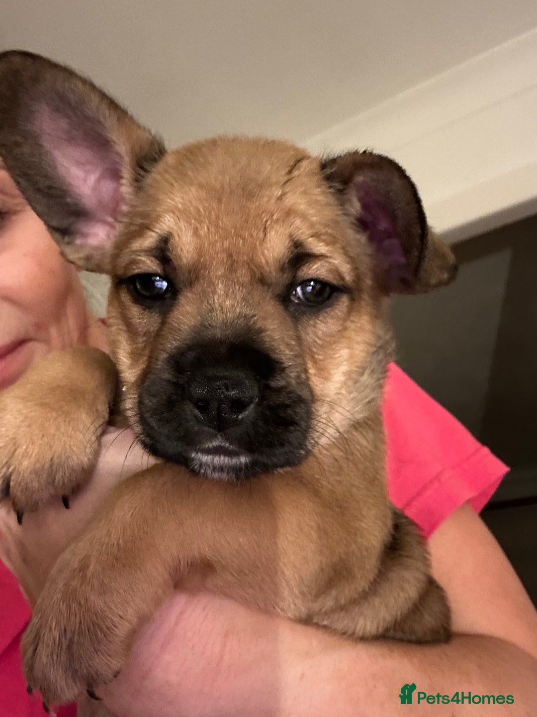 Mixed Breed dogs for sale: Follie (French bulldog / border collie) pups 4sale - Image 19