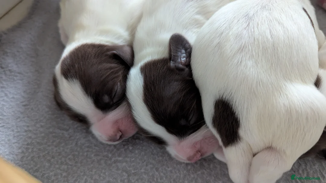 Sprocker dogs for sale: Sprocker Puppies - Cocker x Springer Spaniel - Advert 17