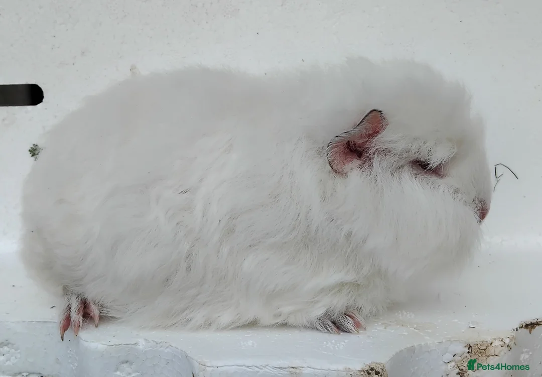 Guinea Pig rodents for sale: Swiss Sows and Smooth Self Chocolate Sows - Advert 2