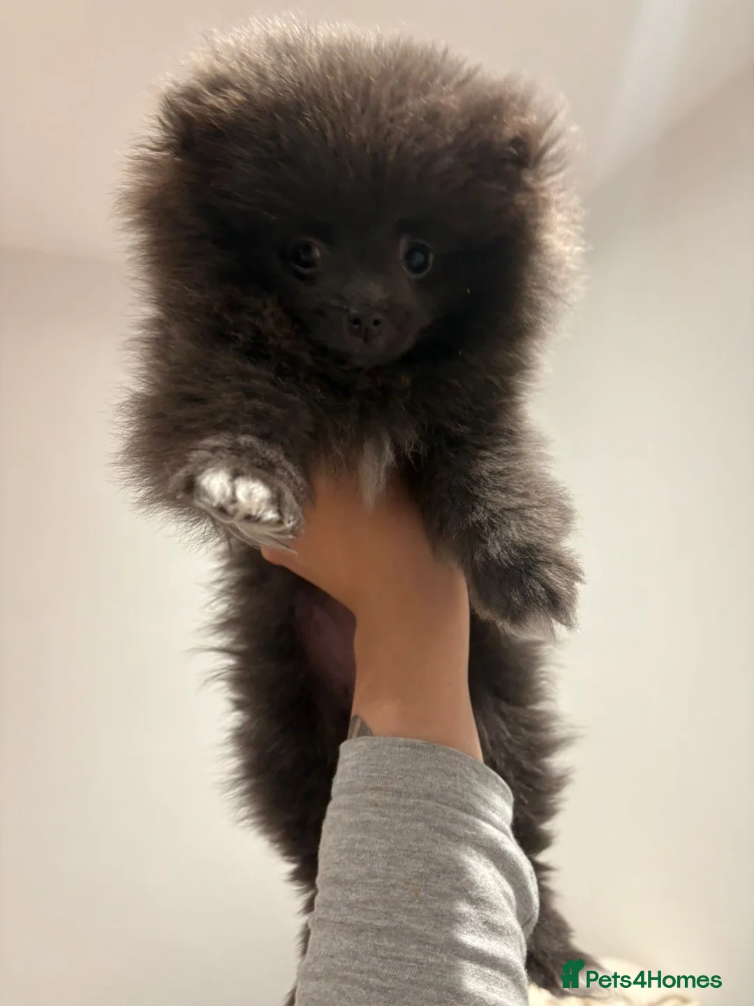 Pomeranian dogs for sale: Blue Pomeranian puppy - Advert 9